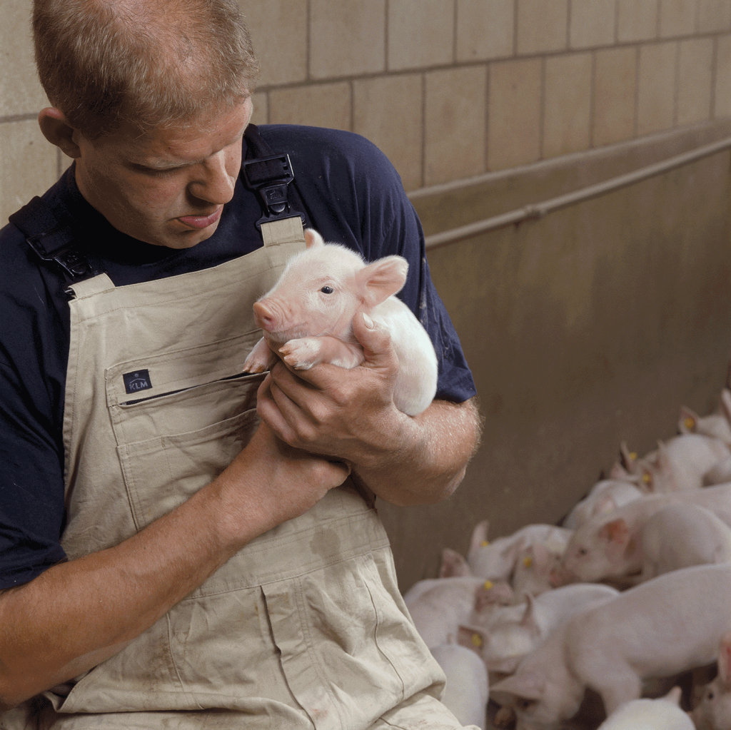 Éleveur porcin qui tient un porcelet dans ses bras